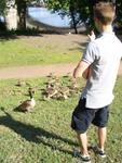 Ducks and Geese! (6).JPG