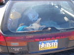 In Anchorage, someone had this sad dog in the back of their car :-(